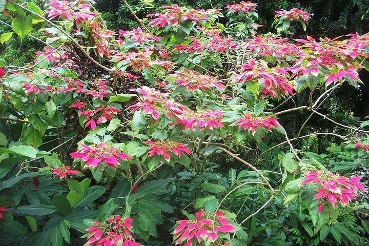 Montreal Gardens Tour: St. Vincent Botanical Garden & Mesopotamia Valley Drive photo 2