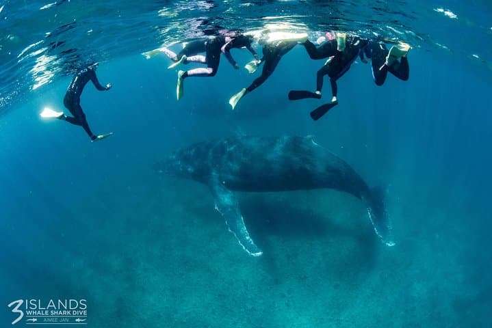 Swim with Humpback Whales at Ningaloo Reef: Full-Day Exmouth Eco-Snorkel photo 3
