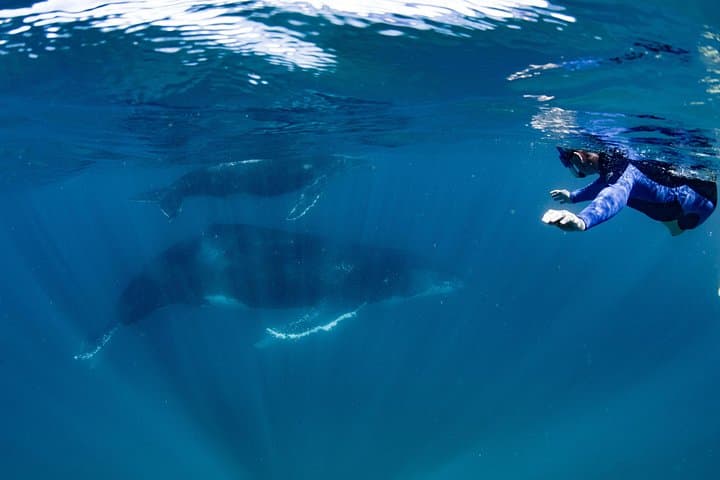 Swim with Humpback Whales at Ningaloo Reef: Full-Day Exmouth Eco-Snorkel photo 4