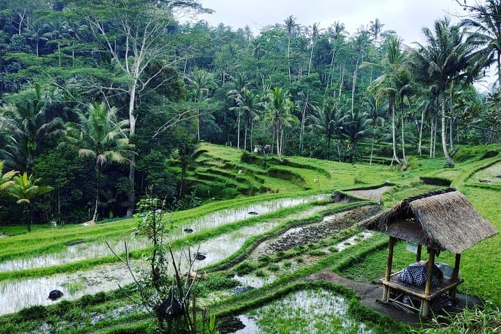 Best of Bali Private Customized Tours: Temples, Rice Terraces & Waterfalls
