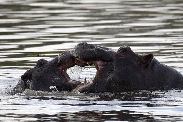 Camp Under the Stars: Overnight Camping Safari in Chobe National Park from Victoria Falls photo 3