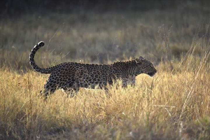 Camp Under the Stars: Overnight Camping Safari in Chobe National Park from Victoria Falls photo 4