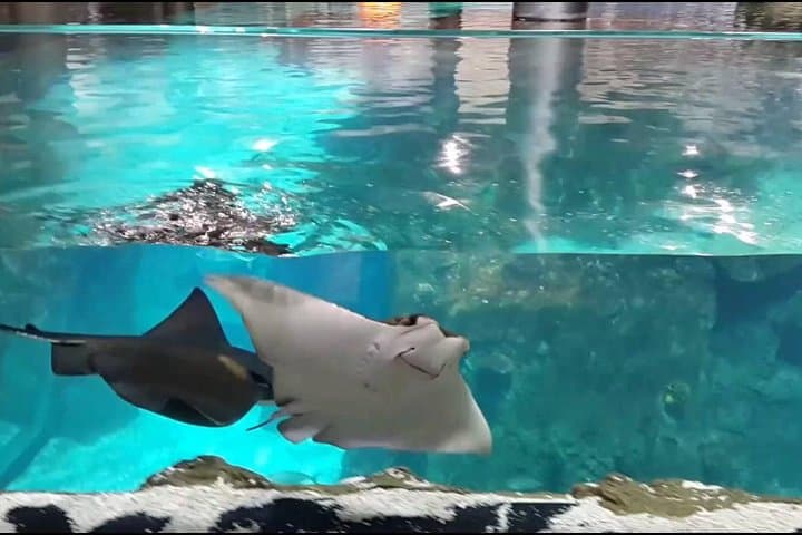 Istanbul Aquarium & Aqua Florya: 5-Hour Marine Immersion and Mall Escape photo 4