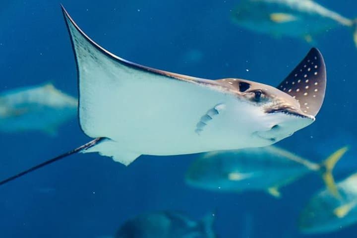 Istanbul Aquarium & Aqua Florya: 5-Hour Marine Immersion and Mall Escape photo 5