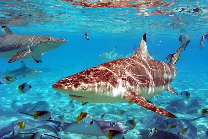 Istanbul Aquarium & Aqua Florya: 5-Hour Marine Immersion and Mall Escape photo 6