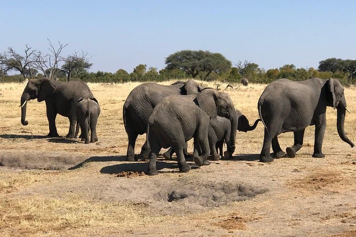 Five-Day Hwange & Chobe Safari + Victoria Falls Sunset Cruise — Complete Wildlife Combo photo 4