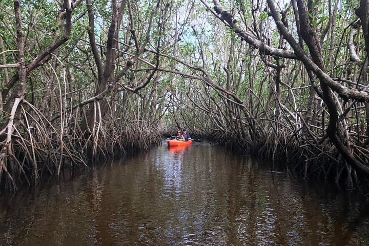 Manatees and Mangrove Tunnels Kayak Tour — 10,000 Islands Wildlife Refuge photo 6