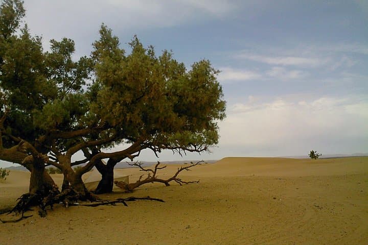 three-day-camel-caravan-in-the-sahara-in-the-footsteps-of-the-nomads photo 1