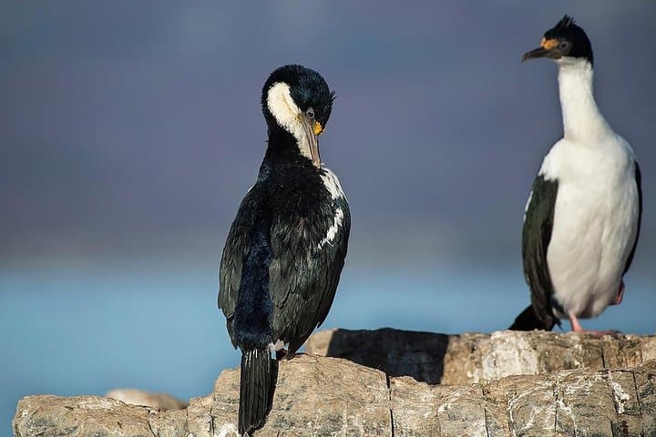 Beagle Channel Mini-Trekking from Ushuaia: Lighthouse, Sea Lions & Birdlife photo 4