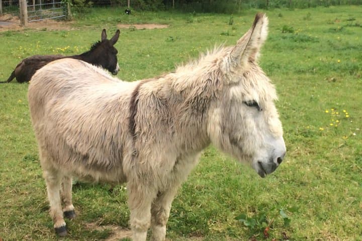 Cliffs of Moher and The Burren Private Tour from Killarney — Full-Day Guide photo 5