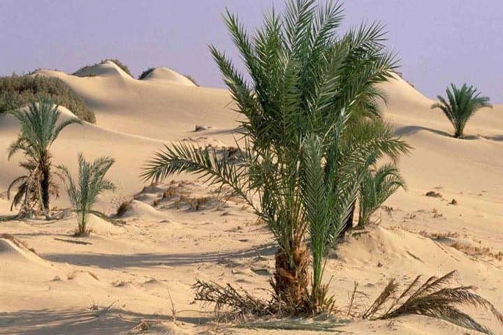 5-Day Gara Cave & White Desert Camping Adventure from Cairo photo 5