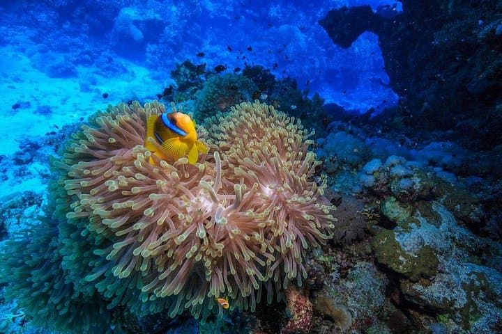 Red Sea Dolphin House: Full-Day Snorkel & Banana Boat from Hurghada photo 3