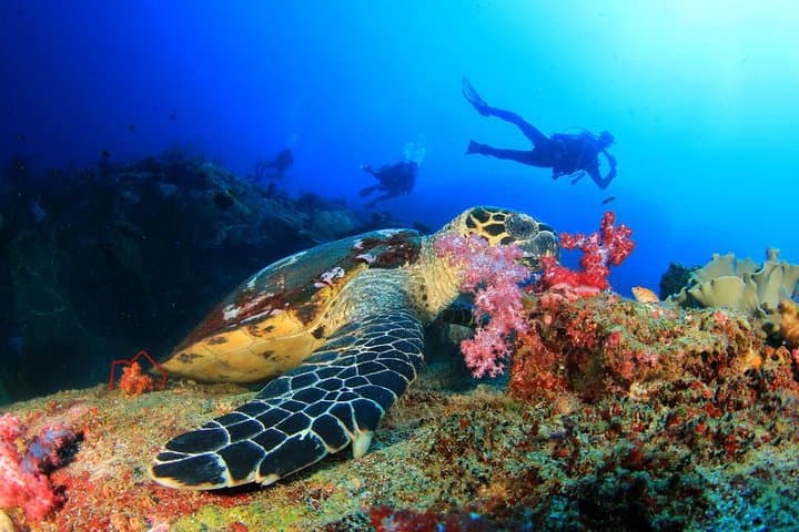 Full-Day Scuba Diving from Hurghada — Introductory Red Sea Reefs photo 6