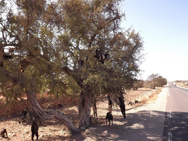 Essaouira Day Trip from Marrakech — Coastal Medinas, Argan Groves & Fishing Port photo 4