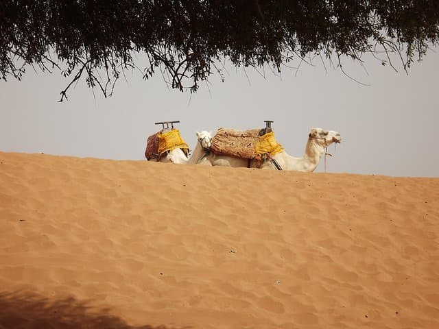 Agadir to Massa: 4x4 Dune Ride, Wild Beaches & Massa National Park Day Trip