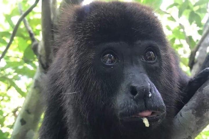Cave Tubing in Belize with Howler Monkey Encounter at Community Baboon Sanctuary