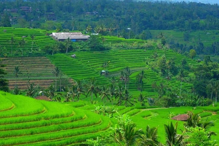 Coastal Temples & Jatiluwih Rice Terraces: Tanah Lot to Ulun Danu Day Tour photo 3