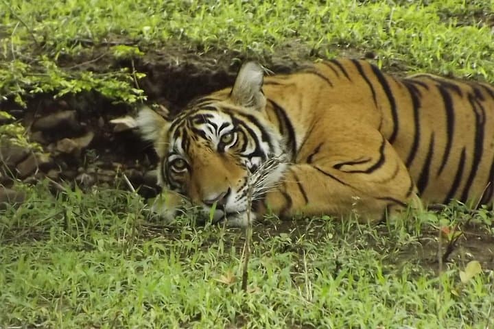 Ranthambore Tiger Safari Day Trip from Jaipur — All-Inclusive Wildlife Safari photo 2