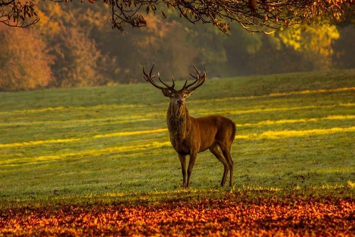 Hoge Veluwe National Park & Kröller-Müller Day Trip from Amsterdam photo 4