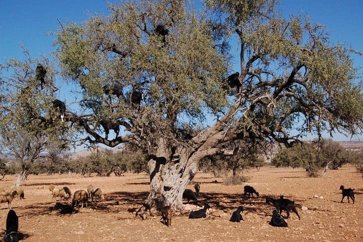 Essaouira Day Trip from Marrakech — Argan Trees, Medina & Atlantic Harbor