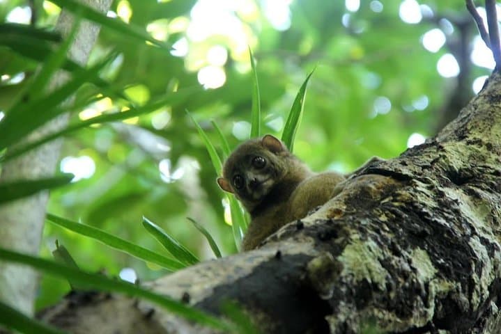 Lokobe Reserve Guided Day Tour — Nosy Be Lemurs, Chameleons & Traditional Canoe photo 3