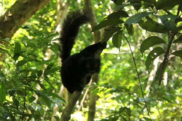 Lokobe Reserve Guided Day Tour — Nosy Be Lemurs, Chameleons & Traditional Canoe photo 2