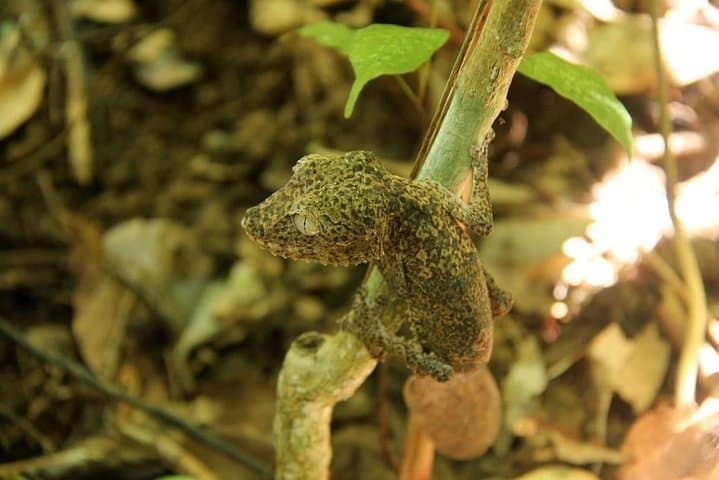 Lokobe Reserve Guided Day Tour — Nosy Be Lemurs, Chameleons & Traditional Canoe photo 4