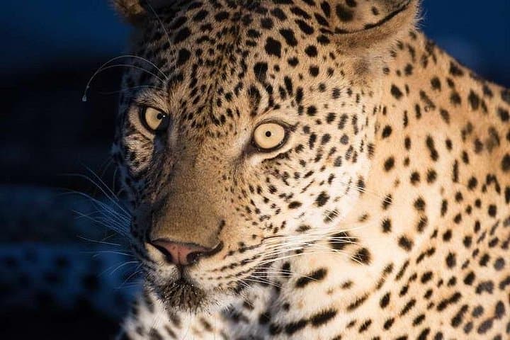 4-Day Kruger Safari: South-to-Central Game Drives from Johannesburg photo 4