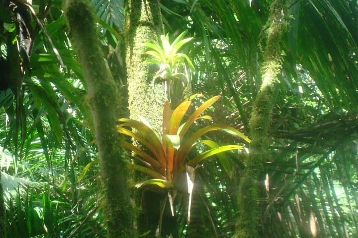 El Yunque Full-Day Private Rainforest Hike — Yokahu Tower & La Coca Falls photo 2