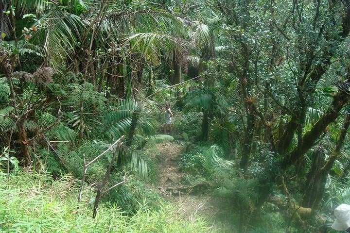 El Yunque Full-Day Private Rainforest Hike — Yokahu Tower & La Coca Falls photo 4