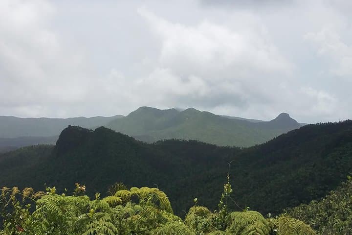 El Yunque Full-Day Private Rainforest Hike — Yokahu Tower & La Coca Falls photo 6