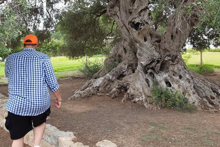 Day Trip to Kerkouane, Kelibia & El Haouaria — Cap Bon Peninsula Highlights photo 3
