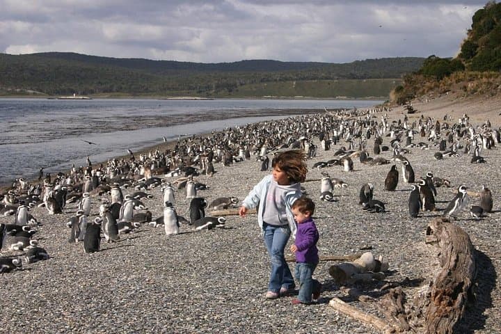 Beagle Channel Penguin Walk: Martillo Island Full-Day Tour from Ushuaia photo 1