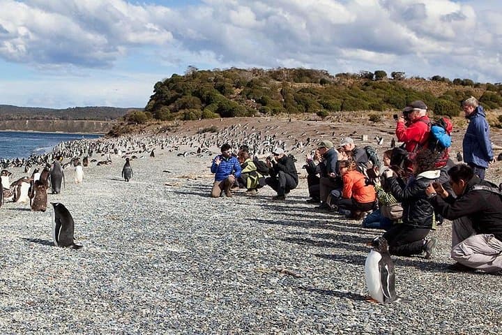 Beagle Channel Penguin Walk: Martillo Island Full-Day Tour from Ushuaia photo 2