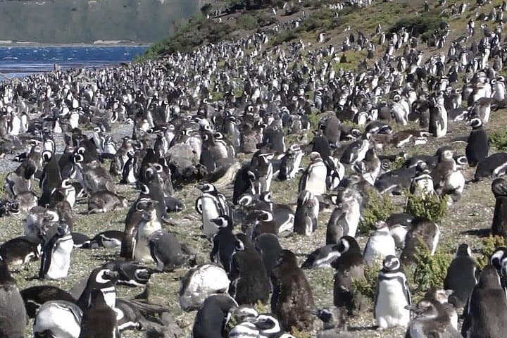 Beagle Channel Penguin Walk: Martillo Island Full-Day Tour from Ushuaia photo 3