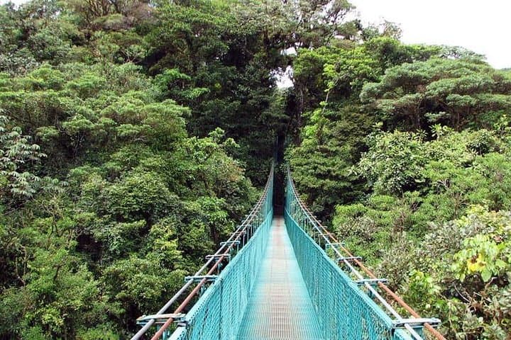 Walk the Monteverde Hanging Bridges: Cloud-Forest Canopy Walk in Costa Rica photo 2