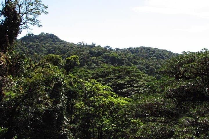 Walk the Monteverde Hanging Bridges: Cloud-Forest Canopy Walk in Costa Rica photo 4
