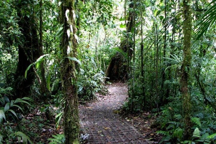 Walk the Monteverde Hanging Bridges: Cloud-Forest Canopy Walk in Costa Rica photo 6