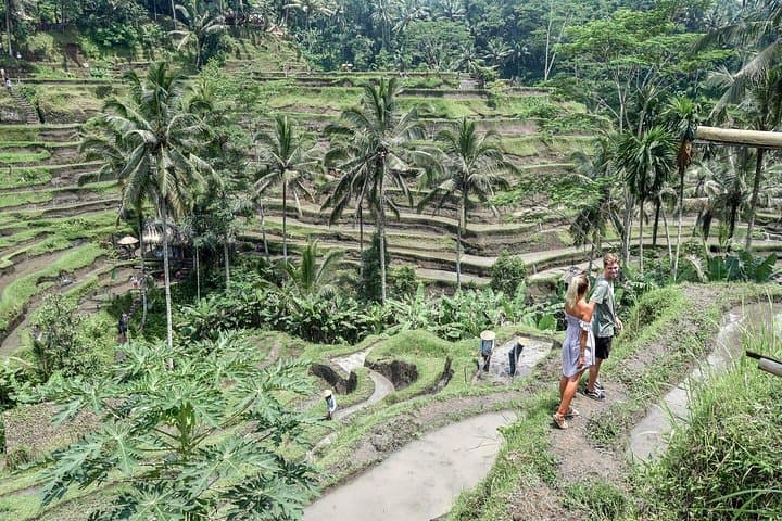 Ubud Full-Day Private Tour: Monkey Forest, Tegalalang Rice Terraces & Coffee Luwak