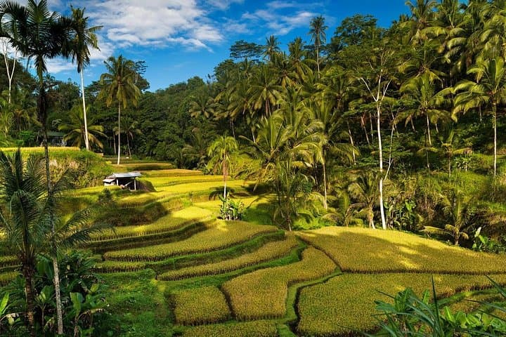 Ubud Full-Day Private Tour: Monkey Forest, Tegalalang Rice Terraces & Coffee Luwak photo 2