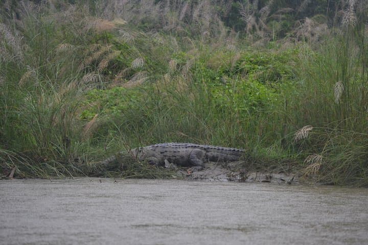 Chitwan Jungle Safari: 2N/3D Jeep, Canoe & Birdwatching Adventure photo 5