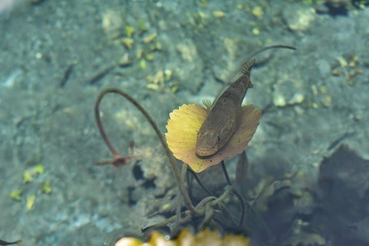 Reef and Cenote Snorkeling Experience in Tulum — Mesoamerican Reef & Mangrove Cenote Tour photo 4