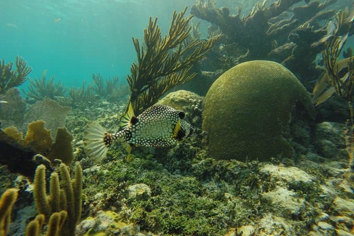 Reef and Cenote Snorkeling Experience in Tulum — Mesoamerican Reef & Mangrove Cenote Tour