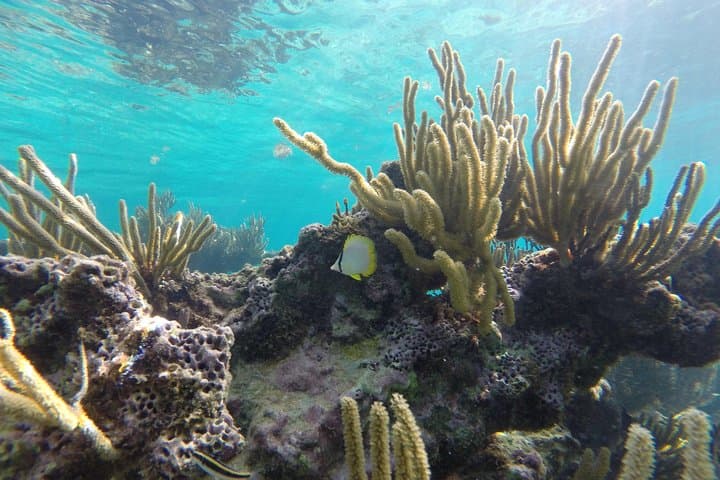 Reef and Cenote Snorkeling Experience in Tulum — Mesoamerican Reef & Mangrove Cenote Tour photo 6