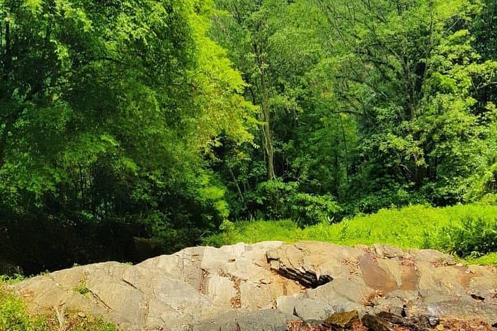 Udawatta Kele Sanctuary: Private Birdwatching and Nature Trekking near Kandy photo 3