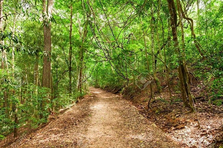 Udawatta Kele Sanctuary: Private Birdwatching and Nature Trekking near Kandy photo 4