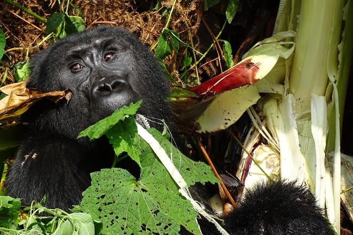 3-Day Bwindi Gorilla Trekking Safari — Close Encounters in Uganda's Ancient Forest