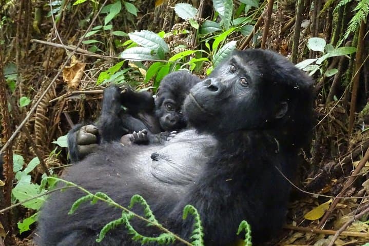 3-Day Bwindi Gorilla Trekking Safari — Close Encounters in Uganda's Ancient Forest photo 2