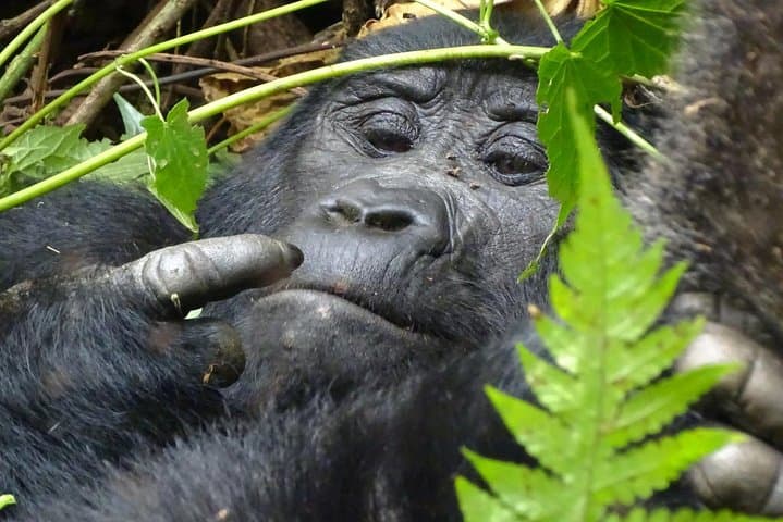 3-Day Bwindi Gorilla Trekking Safari — Close Encounters in Uganda's Ancient Forest photo 3
