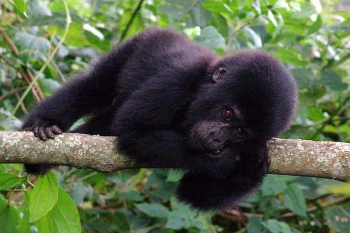 3-Day Bwindi Gorilla Trekking Safari — Close Encounters in Uganda's Ancient Forest photo 4